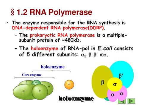 Which Of The Following Enzymes Is Responsible For Rna Synthesis