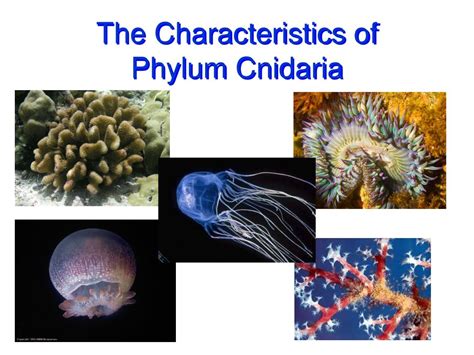 Which Of The Following Is A Characteristic Of Cnidarians