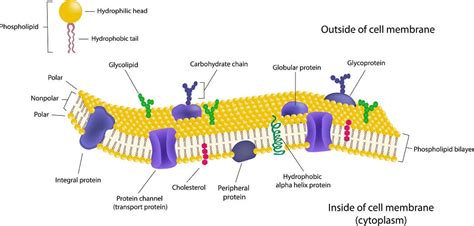 Which Of The Following Is A Function Of Cell Membrane