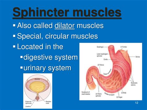 Which Of The Following Is A Function Of Sphincter Muscles