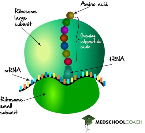 Which Of The Following Is A Function Of The Ribosome