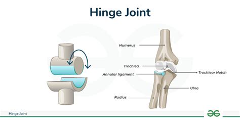 Which Of The Following Is A Hinge Joint