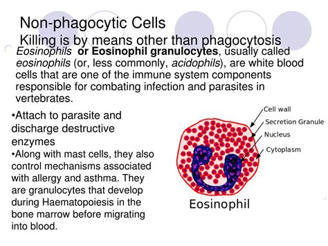 Which Of The Following Is A Non-phagocytic Cell