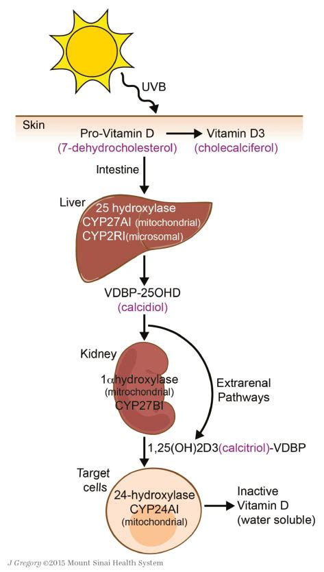 Which Of The Following Is A Precursor To Vitamin D