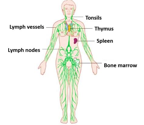 Which Of The Following Is A Primary Lymphatic Organ