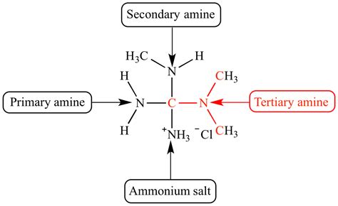 Which Of The Following Is A Tertiary Amine