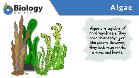 Which Of The Following Is An Alga