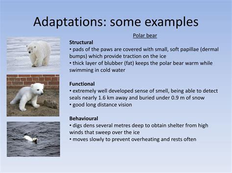 Which Of The Following Is An Example Of Adaptation