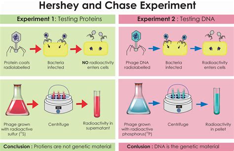 Which Of The Following Is An Experiment