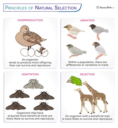 Which Of The Following Is Are True About Natural Selection