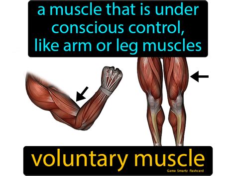 Which Of The Following Is/are Voluntary Muscle