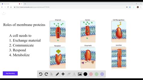 Which Of The Following Is Not A Function Of Protein