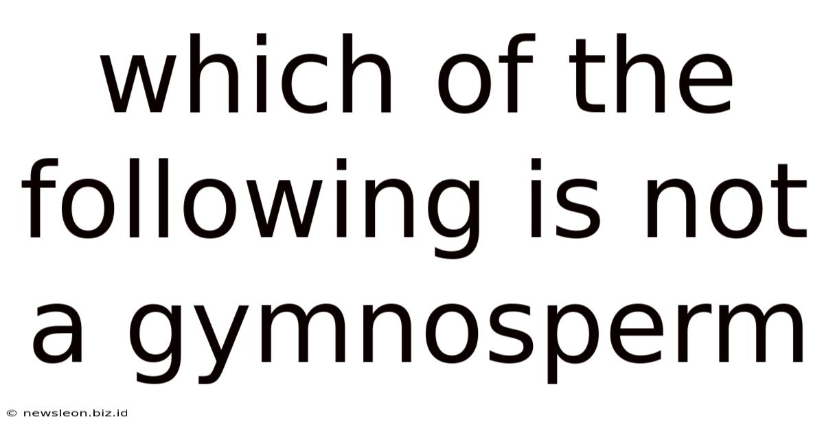 Which Of The Following Is Not A Gymnosperm