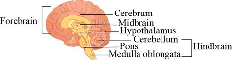 Which Of The Following Is Not A Hindbrain Structure