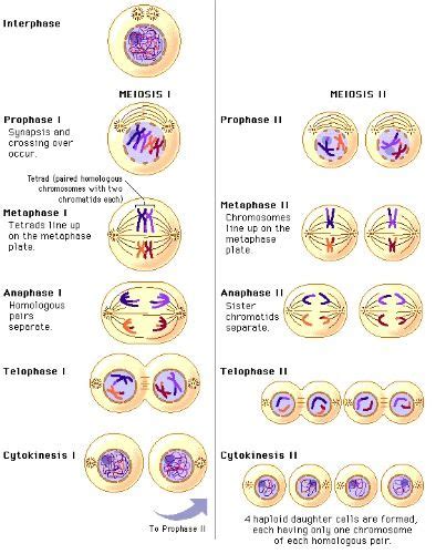 Which Of The Following Is Not A Stage Of Mitosis