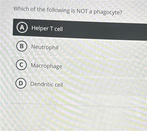 Which Of The Following Is Not A Type Of Phagocyte