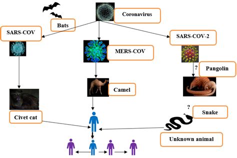 Which Of The Following Is Not Associated With Viruses