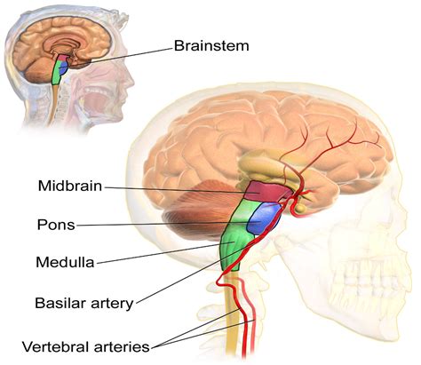 Which Of The Following Is Not Part Of The Brain