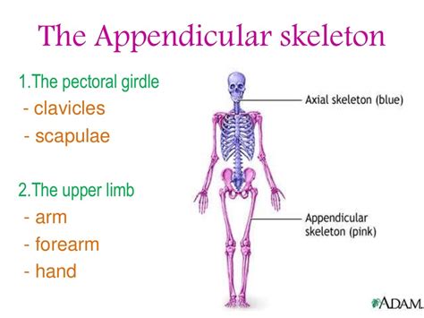 Which Of The Following Is Part Of The Appendicular Skeleton