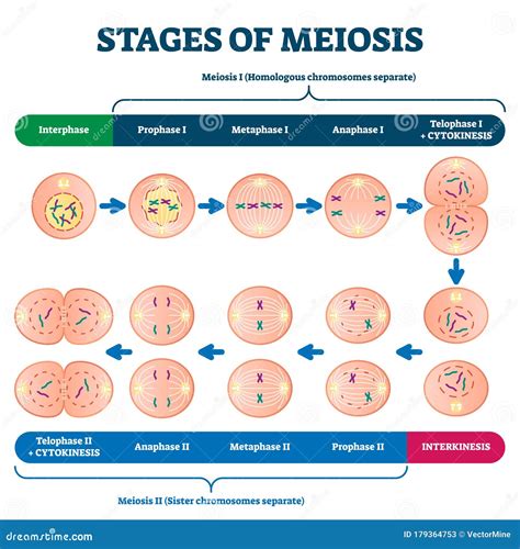 Which Of The Following Is True About Meiosis