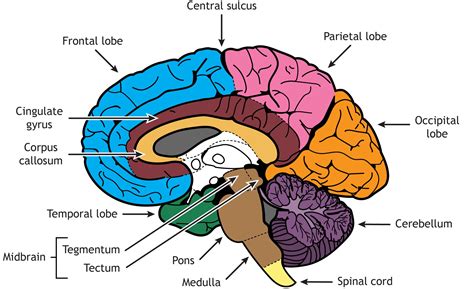 Which Of The Following Is True About The Brain