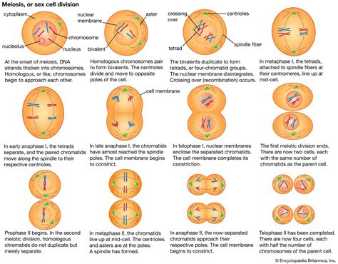 Which Of The Following Is True Of Meiosis