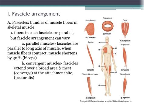 Which Of The Following Is True Of Muscles