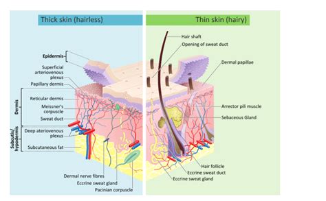 Which Of The Following Layers Of Skin Lack Blood Vessels