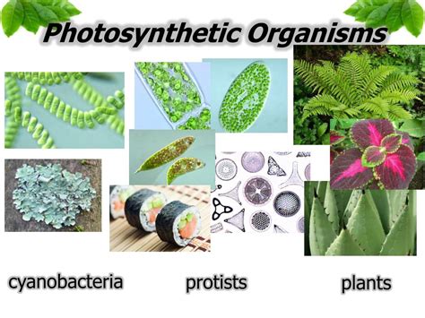 Which Of The Following Organisms Are Capable Of Photosynthesis