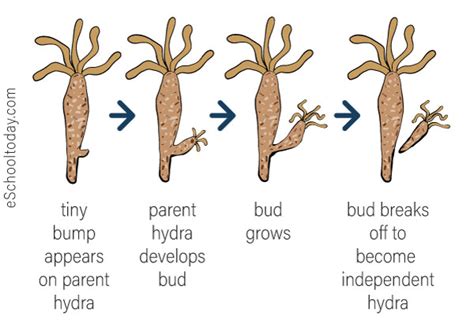 Which Of The Following Reproduce By Budding