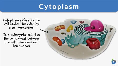 Which Of These Processes Occurs In The Cytosol