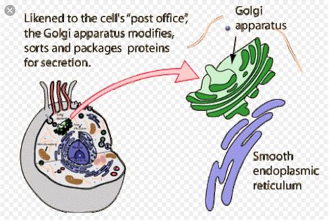 Which Organelle Modifies And Packages Proteins