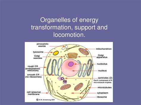 Which Organelles Are Involved In Energy Conversion