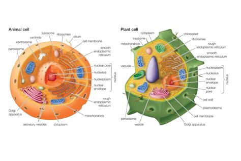 Which Organelles Are Not Found In Plant Cells