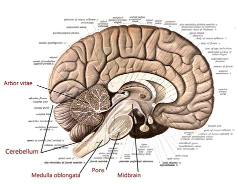 Which Part Of The Brain Contains The Arbor Vitae