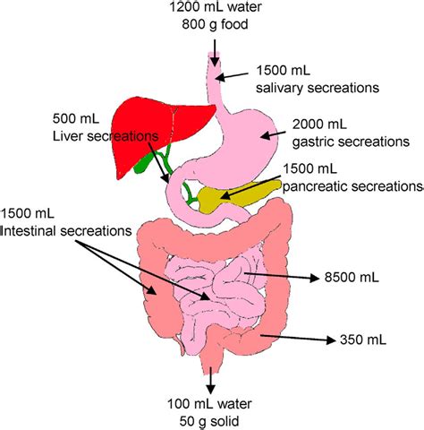 Which Part Of The Digestive System Primarily Absorbs Water