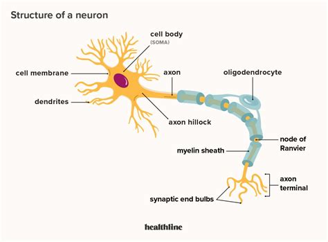 Which Part Of The Neuron Contains The Nucleus