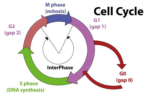 Which Phase Of Cell Cycle Is Longest