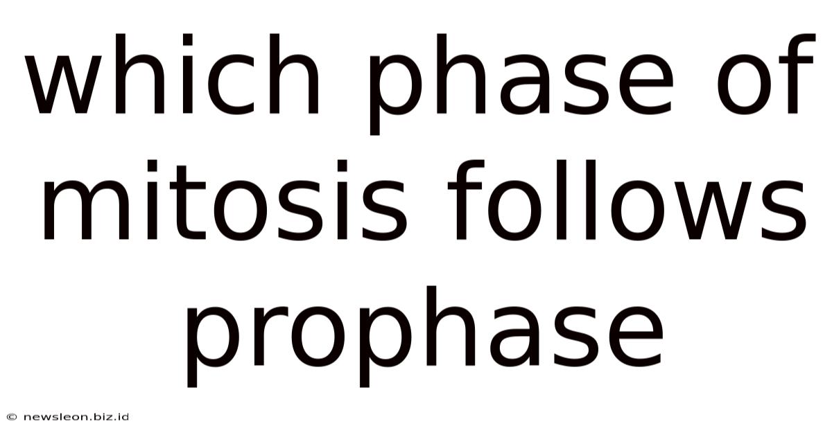 Which Phase Of Mitosis Follows Prophase
