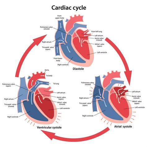 Which Phase Of The Cardiac Cycle Is The Longest