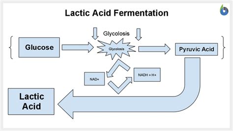 Which Process Produces Alcohol Or Lactate