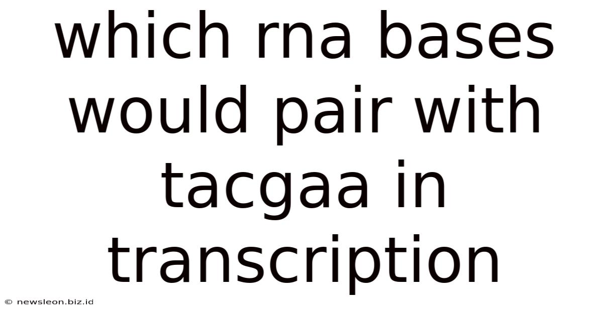 Which Rna Bases Would Pair With Tacgaa In Transcription