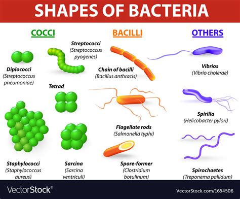 Which Type Of Bacteria Is Shown In The Image