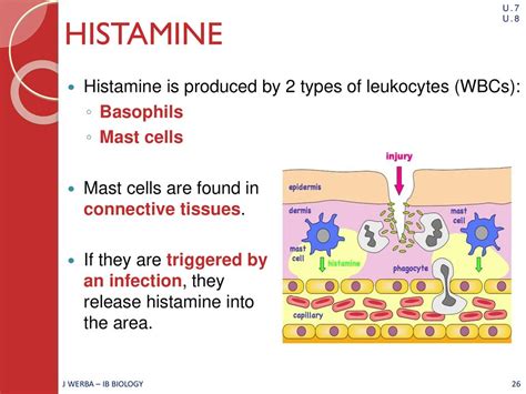 Which Type Of Leukocyte Releases Histamine