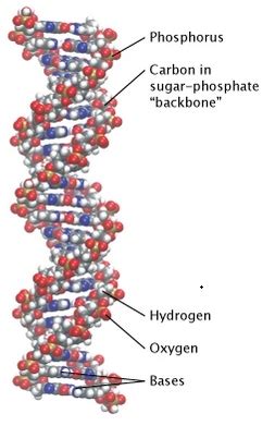 Which Type Of Macromolecule Stores Genetic Information