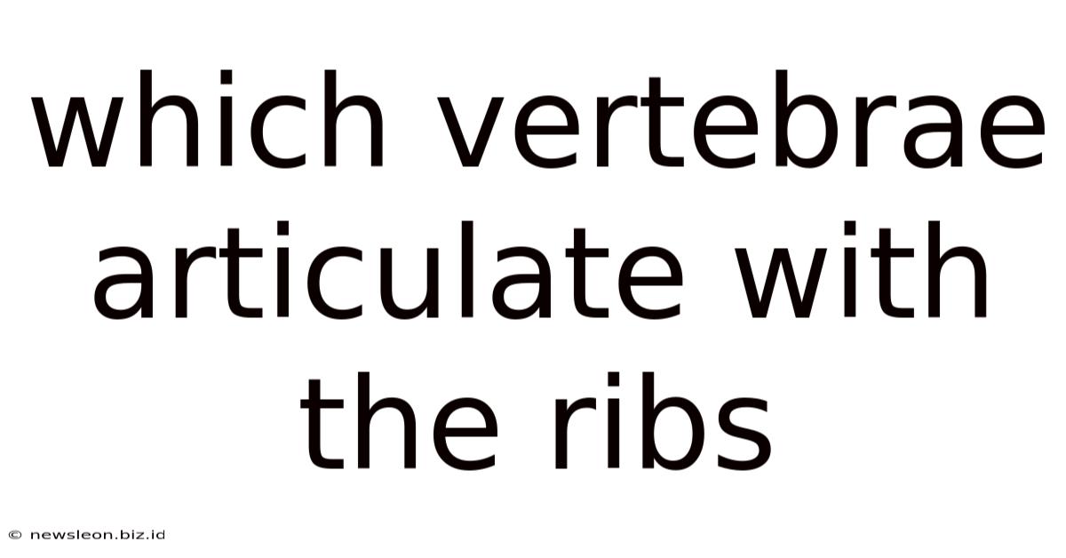 Which Vertebrae Articulate With The Ribs