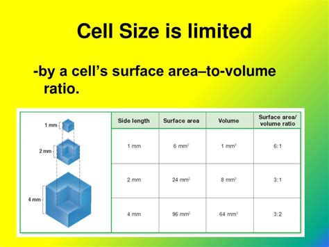 Why A Cell's Size Is Limited