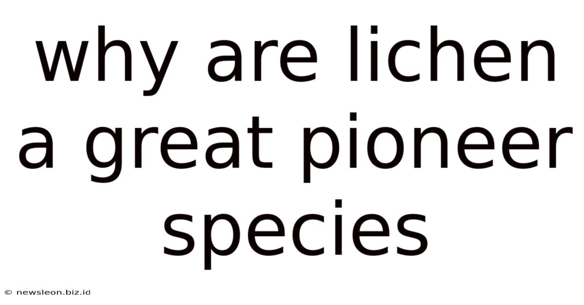 Why Are Lichen A Great Pioneer Species