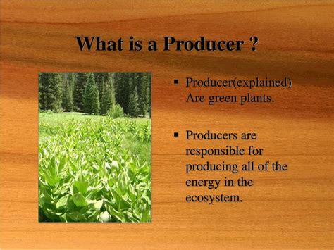 Why Are Producers Important To The Ecosystem