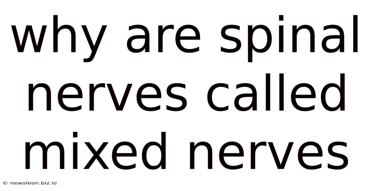 Why Are Spinal Nerves Called Mixed Nerves